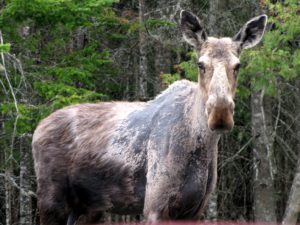 left option 1 moose_home_life-in-maine_vacationland-living-in-maine